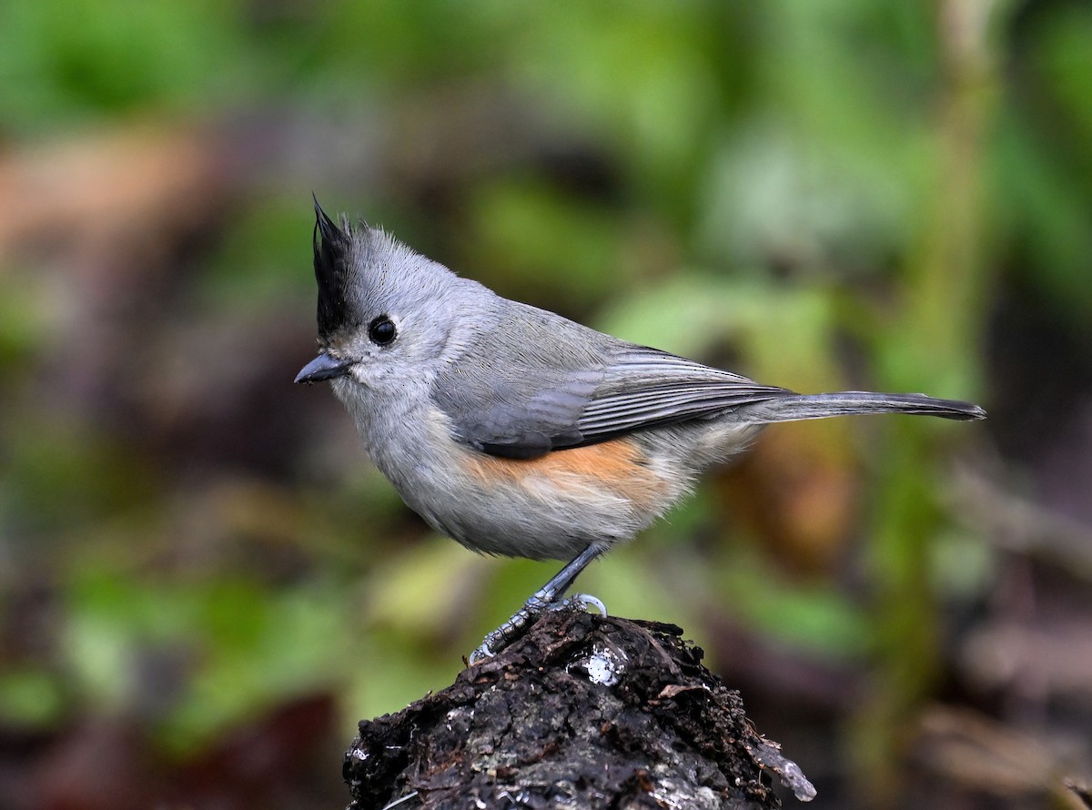 Black-crested Titmouse - Mauricio López