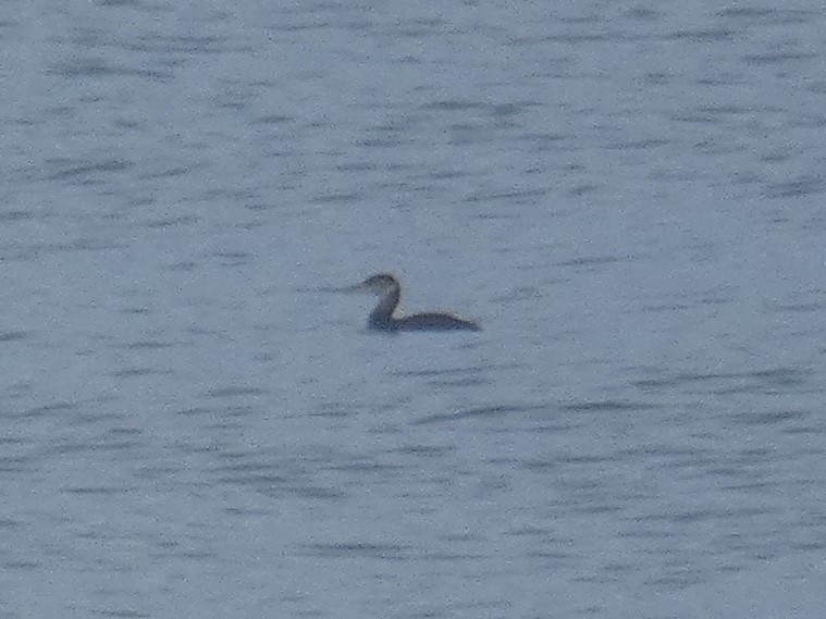 Red-necked Grebe - ML613848377