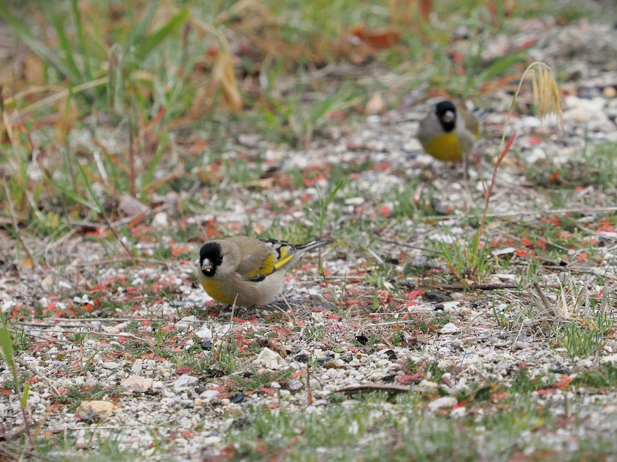 Lawrence's Goldfinch - ML613848406