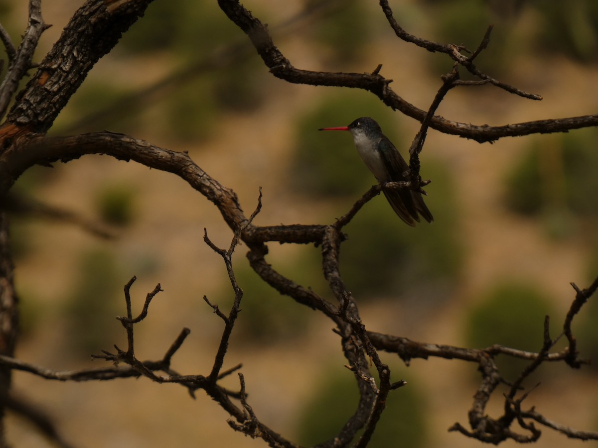 Violet-crowned Hummingbird - ML613848434