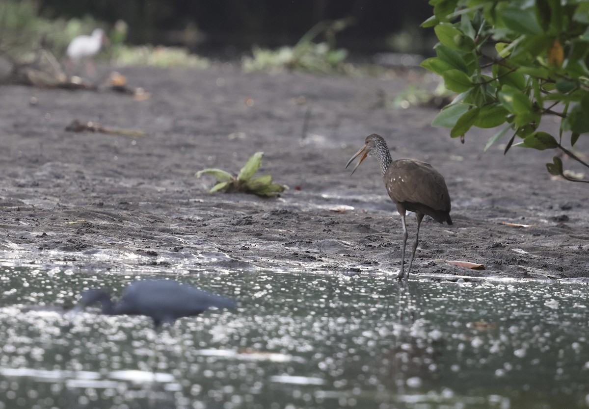 Limpkin - David Anderson