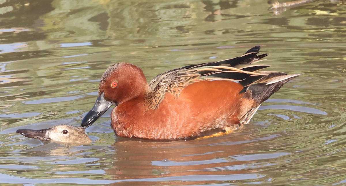 Cinnamon Teal - ML613848458