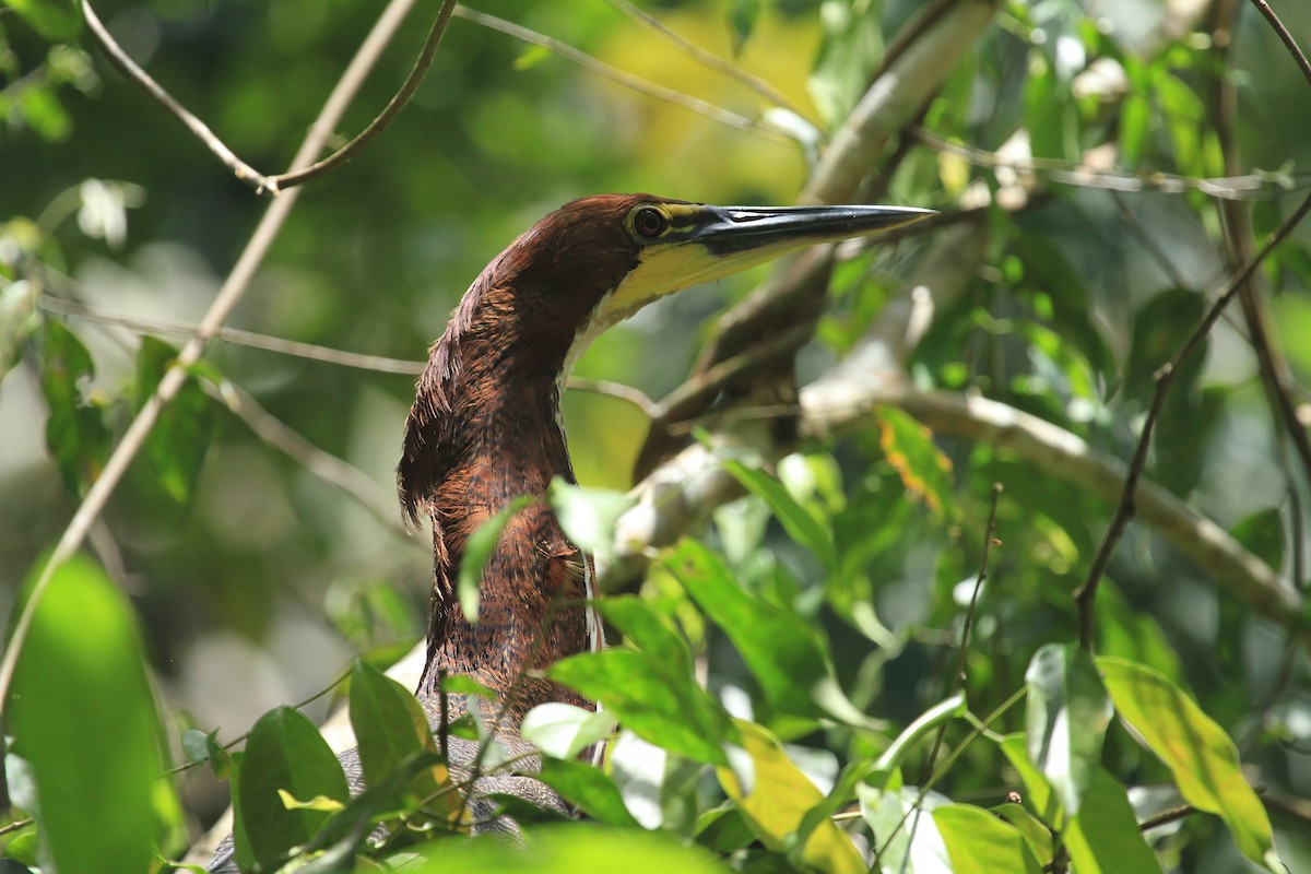 Rufescent Tiger-Heron - ML613848477