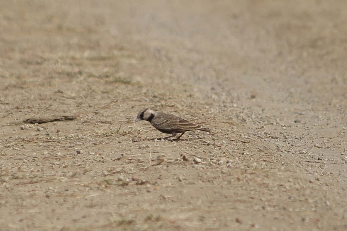 Ashy-crowned Sparrow-Lark - Kavish Shah