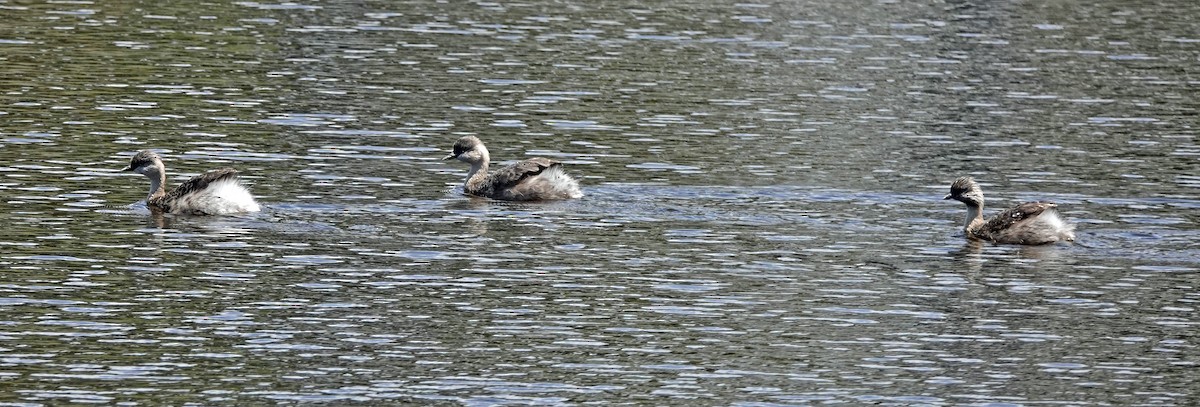 Hoary-headed Grebe - ML613848542