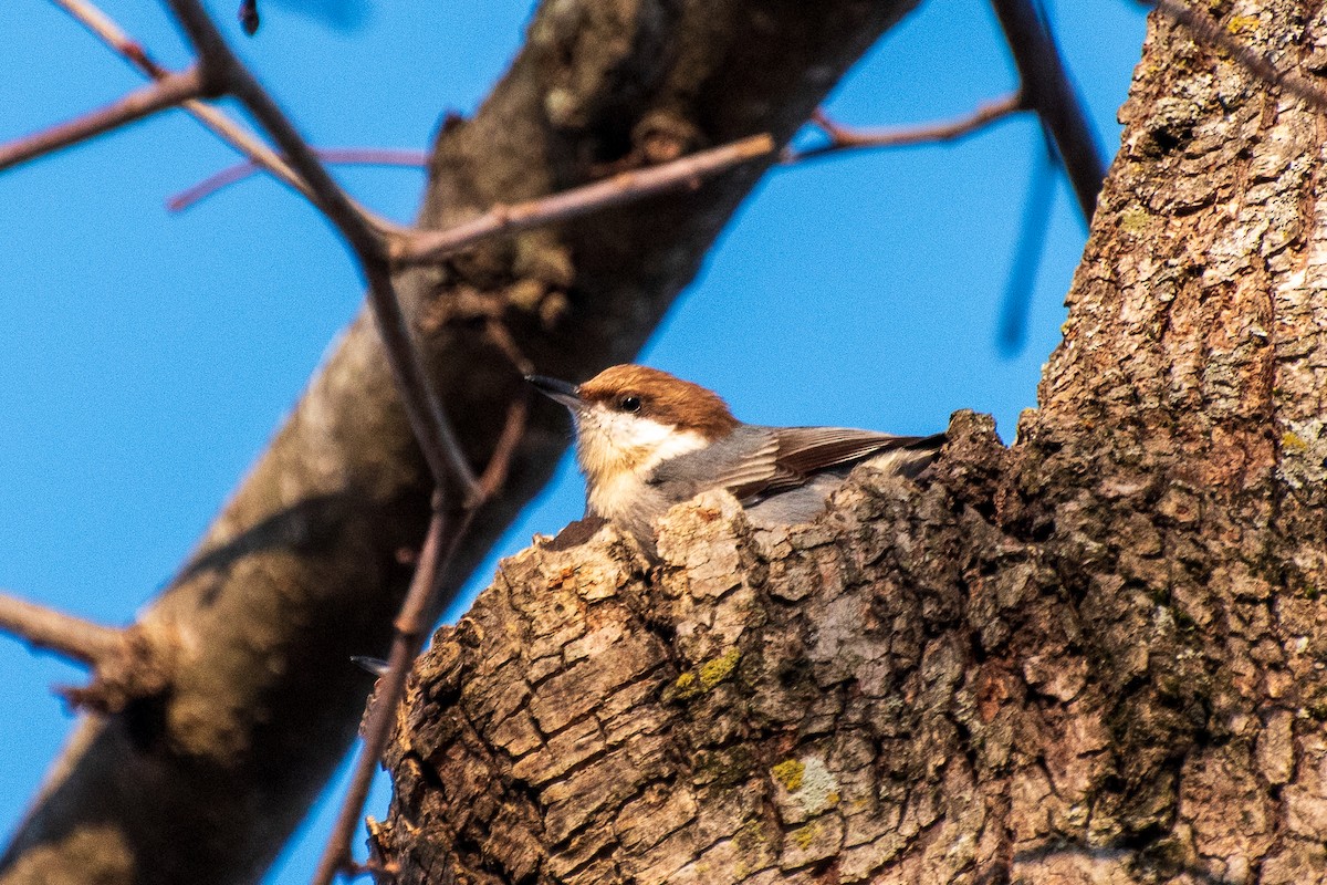 Brown-headed Nuthatch - Dawn S