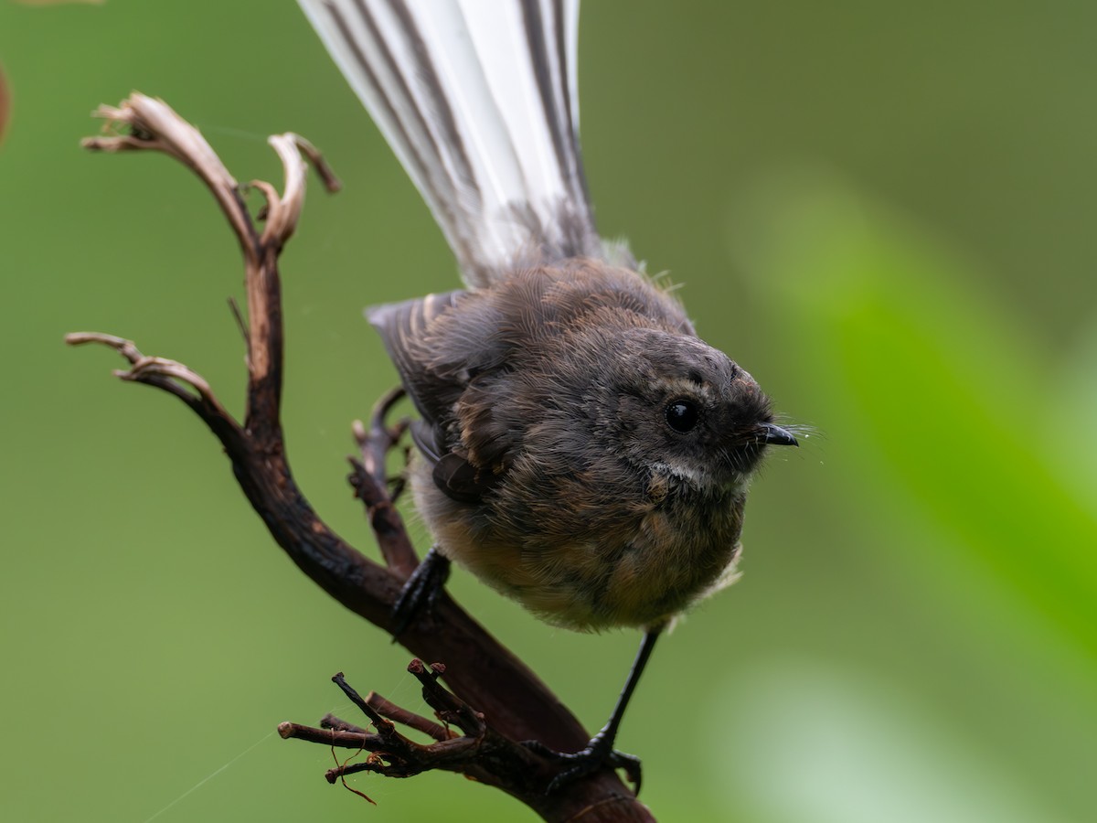 New Zealand Fantail - ML613848696