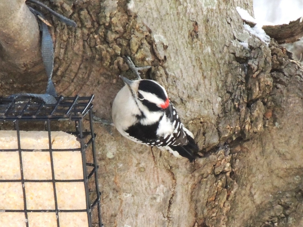 Downy Woodpecker - ML613848762