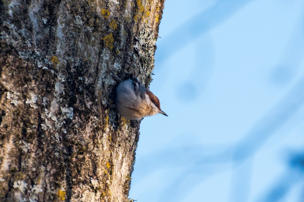 Brown-headed Nuthatch - Dawn S