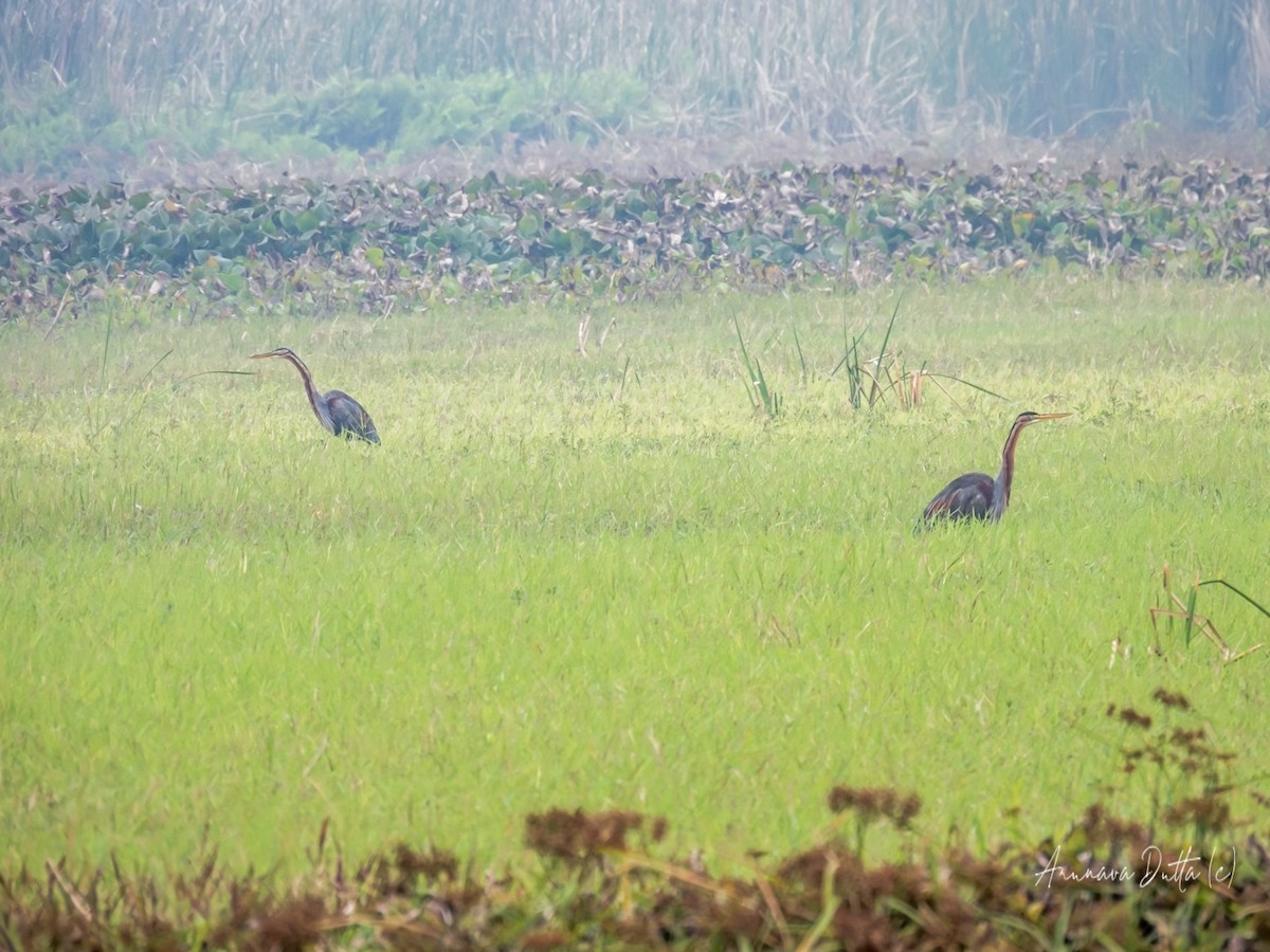 Purple Heron - ML613848781