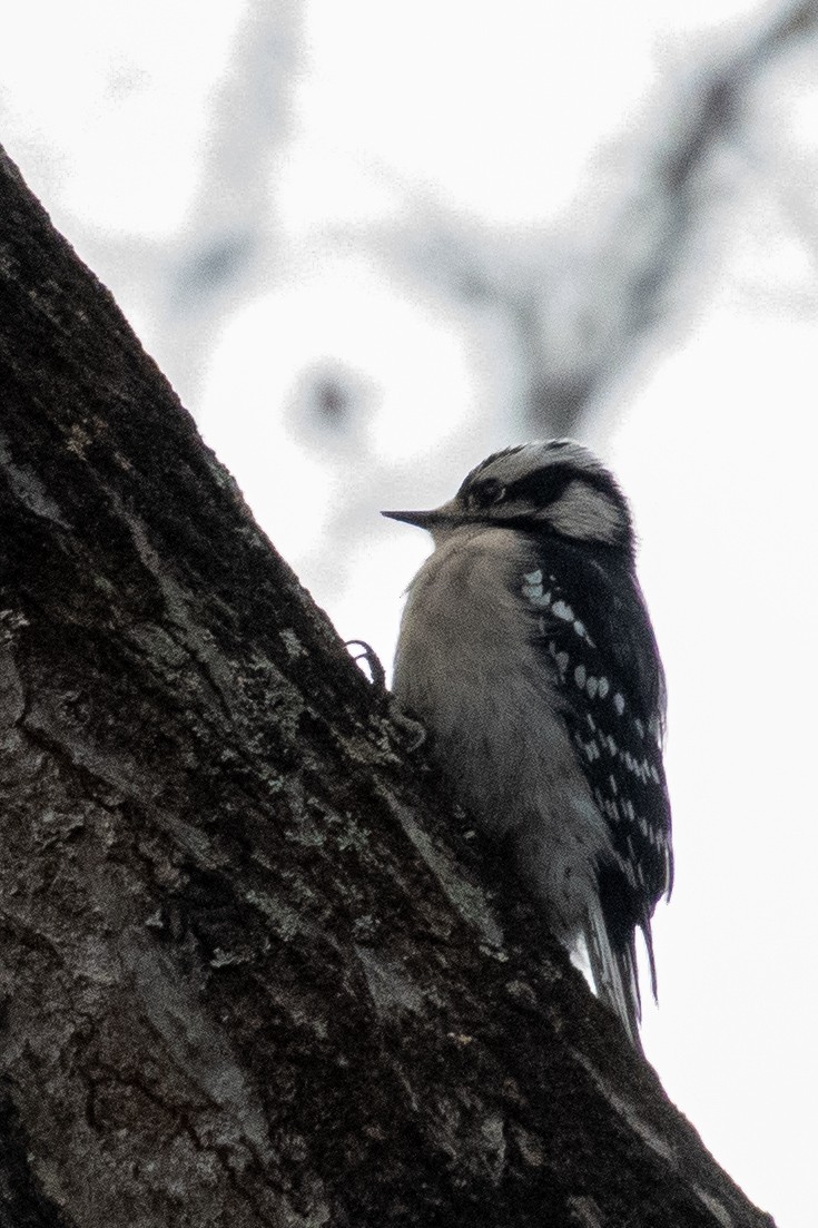 Downy Woodpecker - ML613848797