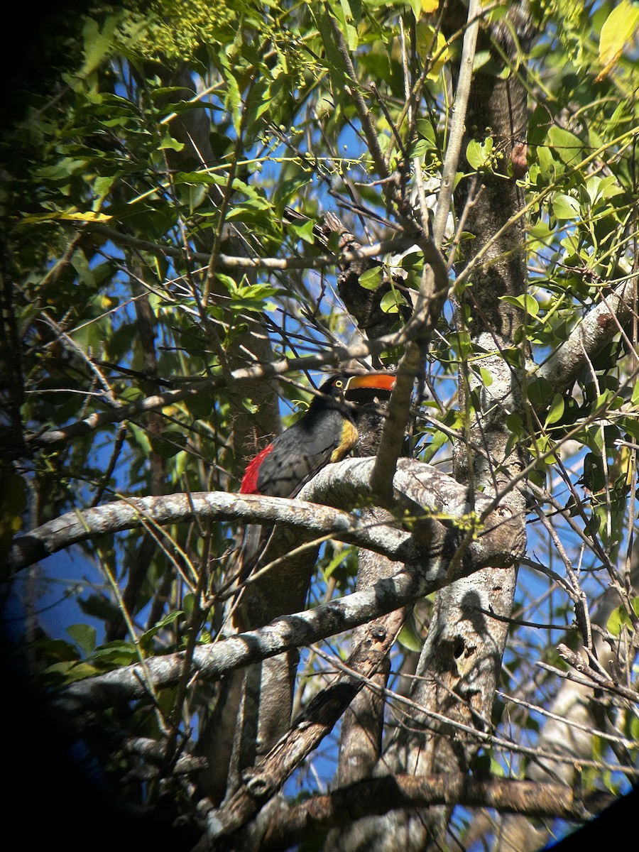 Fiery-billed Aracari - ML613848894