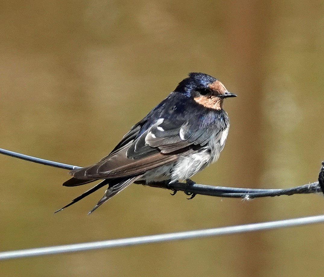 Golondrina Australiana - ML613848898