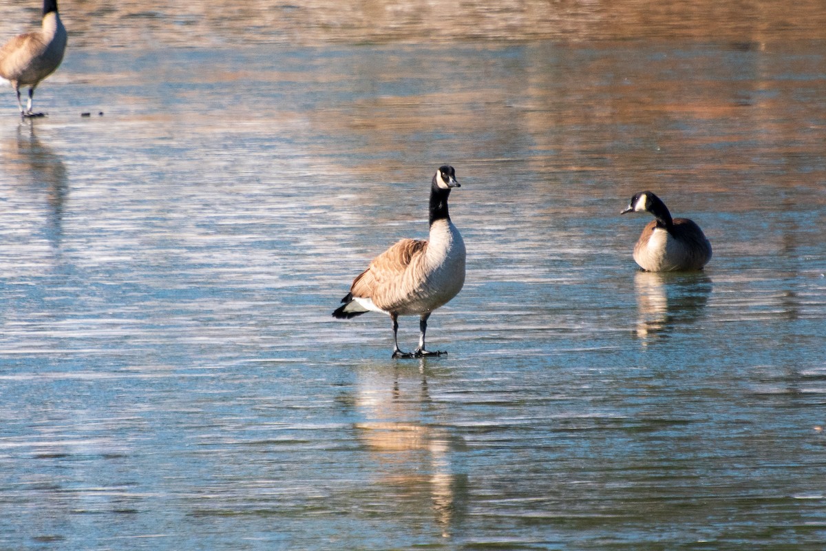 Canada Goose - ML613848965