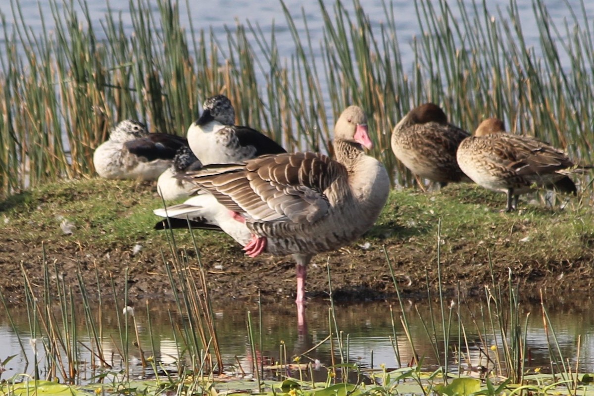 Graylag Goose - ML613848966