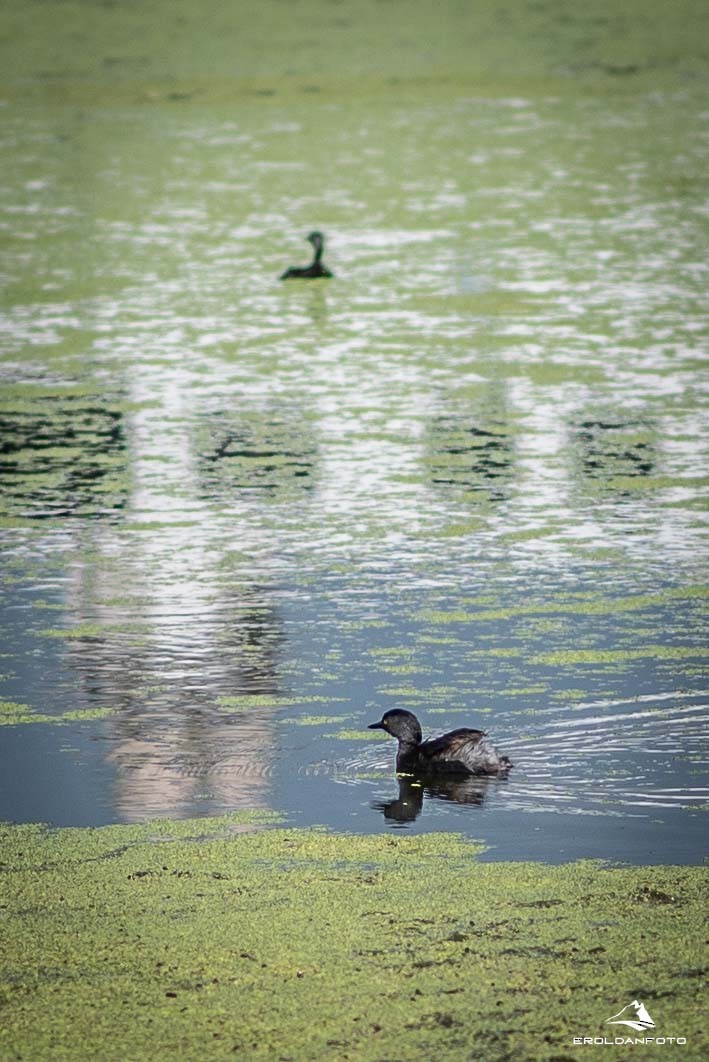 Least Grebe - ML613848988