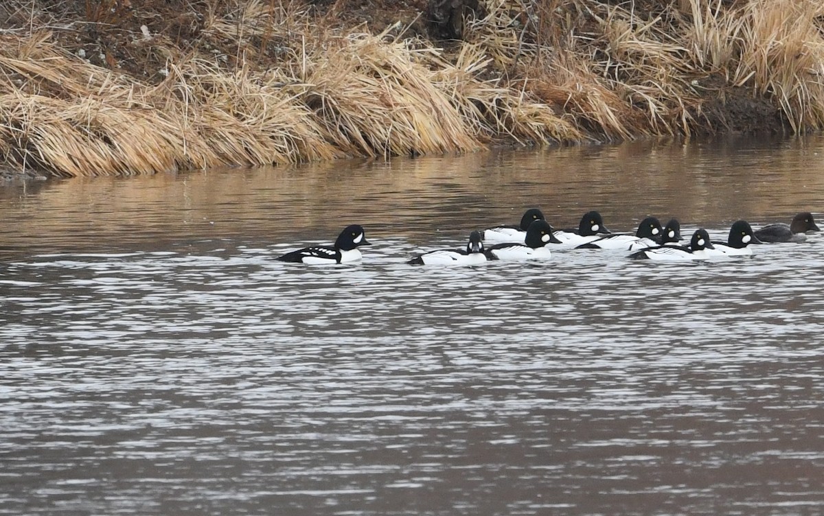 Barrow's Goldeneye - ML613849016