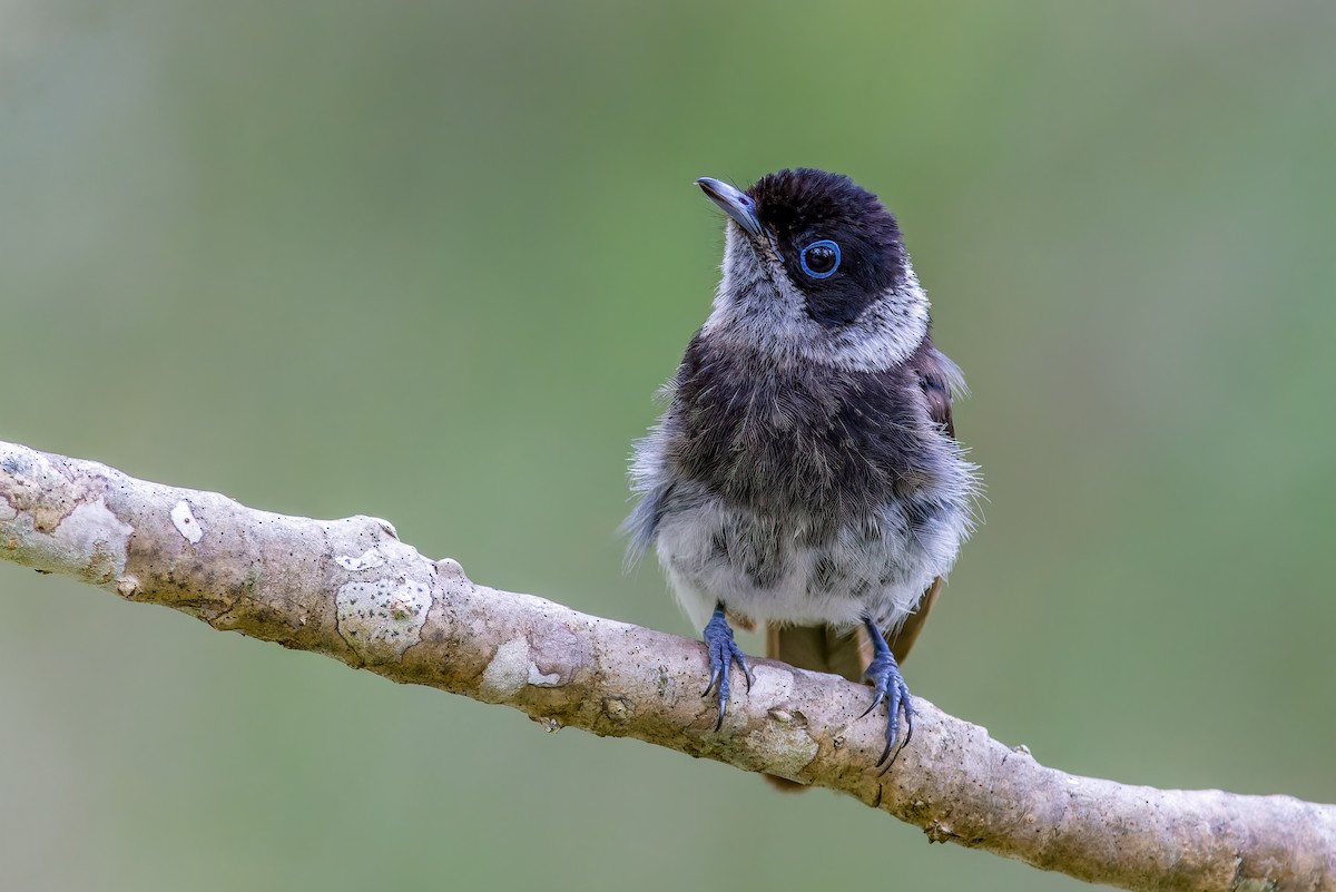 Pied Monarch - ML613849043