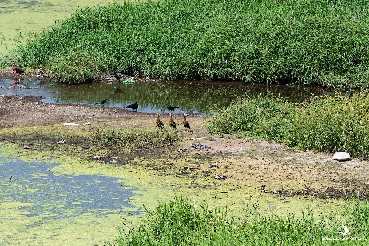 Black-bellied Whistling-Duck - ML613849049