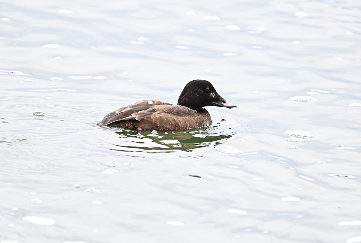 White-winged Scoter - James  Watts, Jr