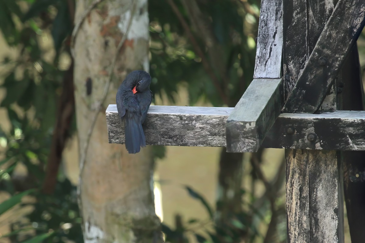 Black-fronted Nunbird - ML613849061