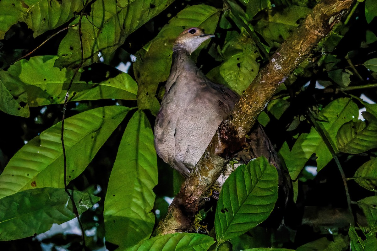 Grand Tinamou - ML613849063