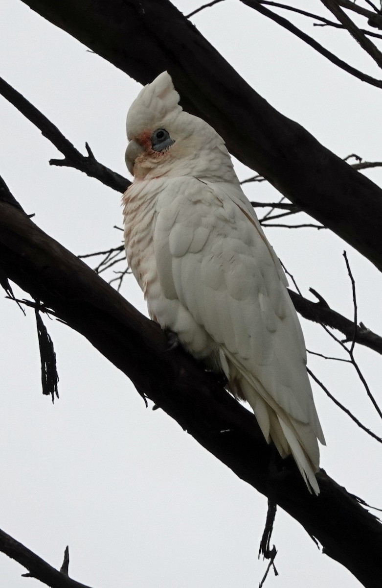 Little Corella - ML613849083