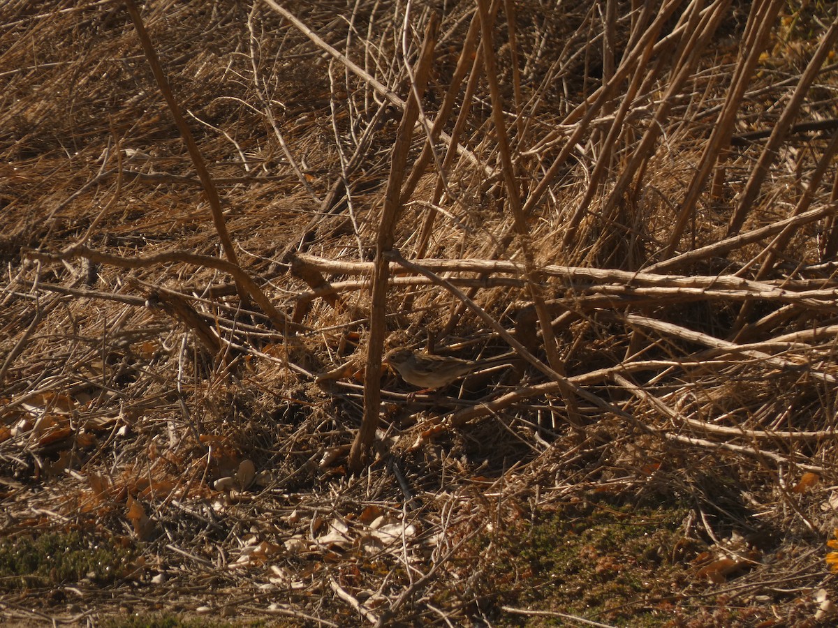 Brewer's Sparrow - ML613849085