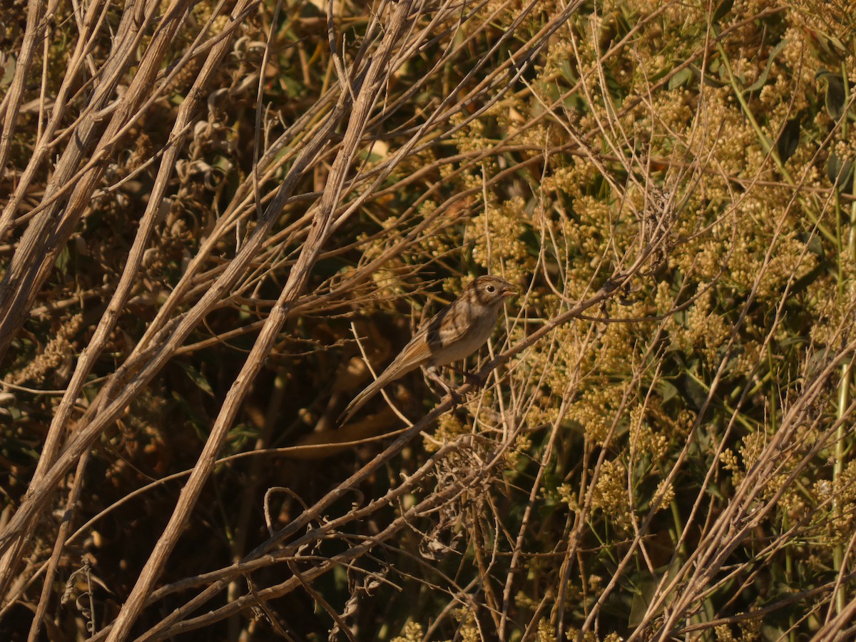 Brewer's Sparrow - ML613849100