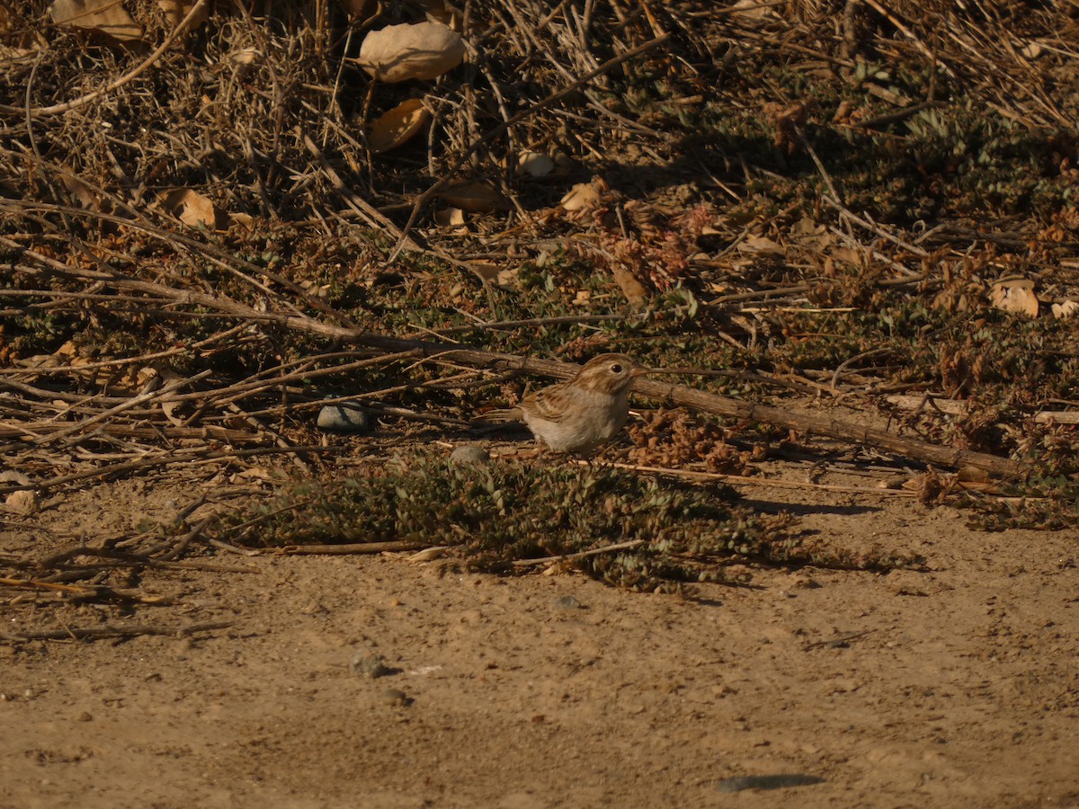Brewer's Sparrow - ML613849108