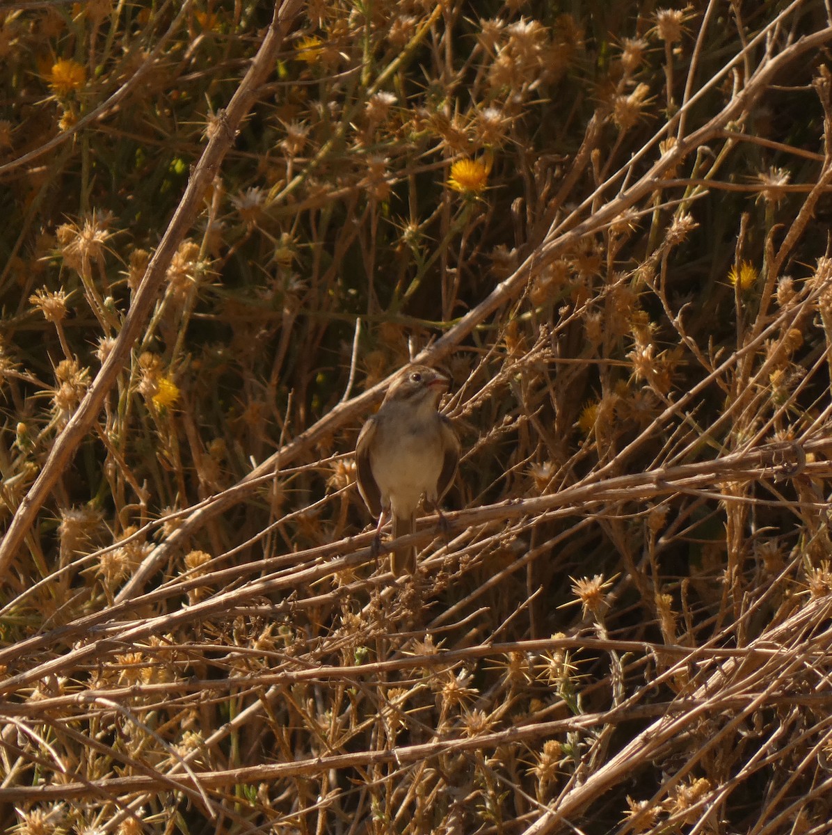 Brewer's Sparrow - ML613849115