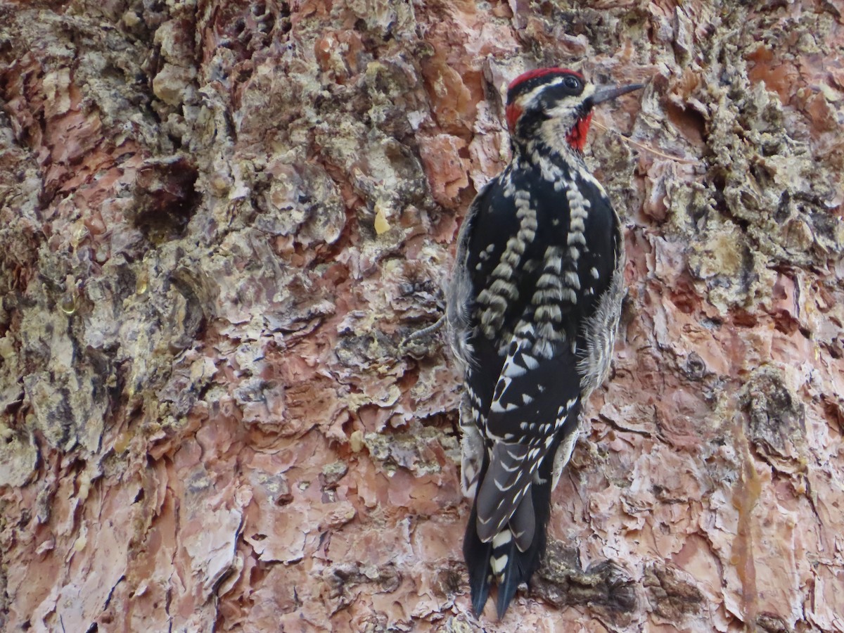 Red-naped Sapsucker - ML613849125