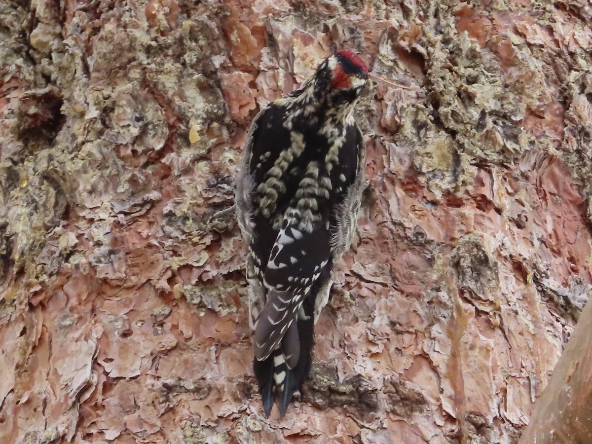Red-naped Sapsucker - ML613849140