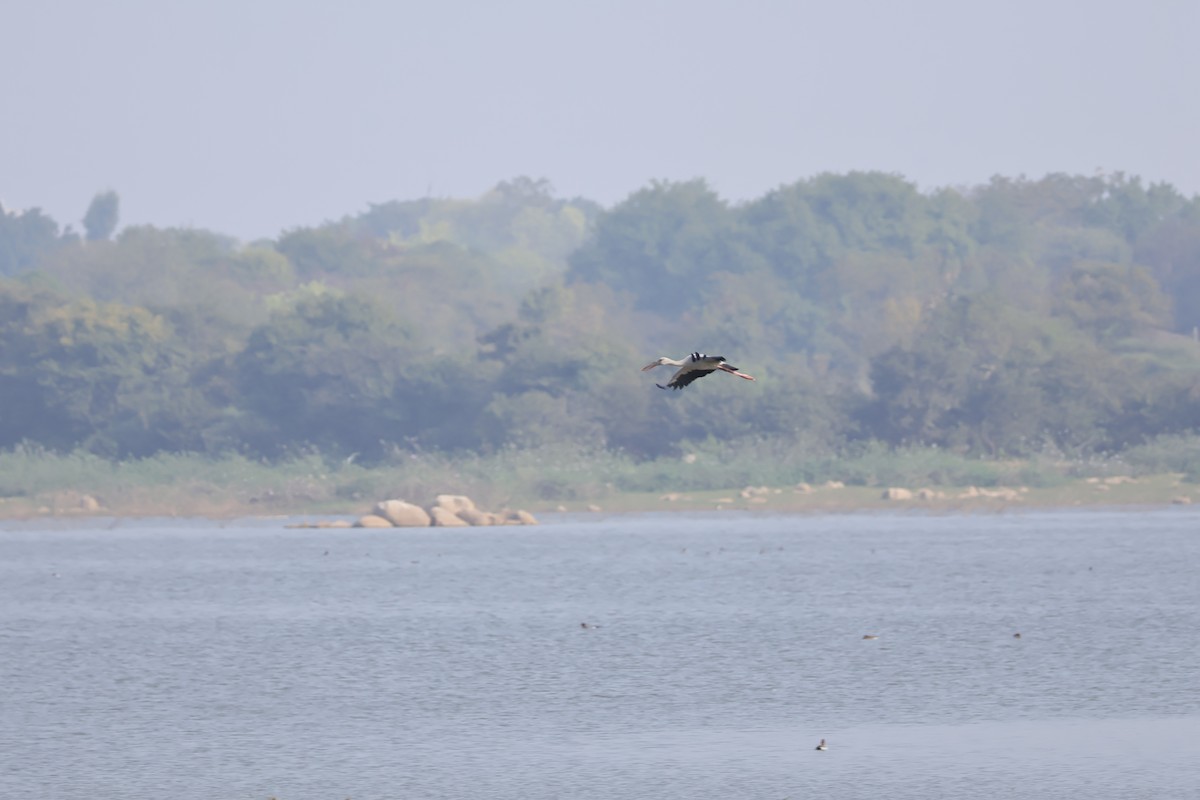 Asian Openbill - ML613849164