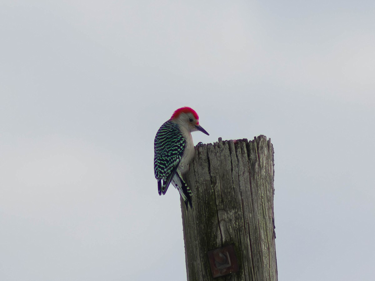 Red-bellied Woodpecker - ML613849185