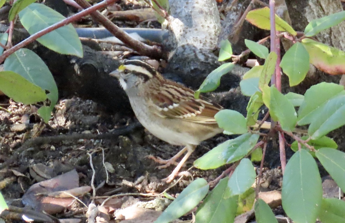 White-throated Sparrow - ML613849238