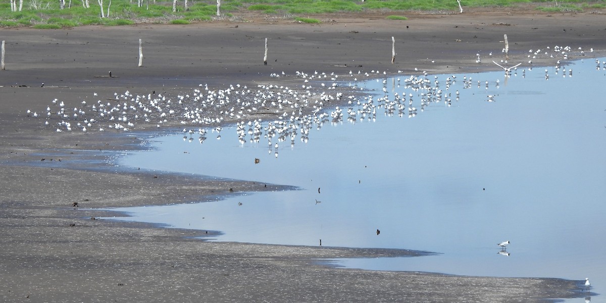 Brown-hooded Gull - ML613849259