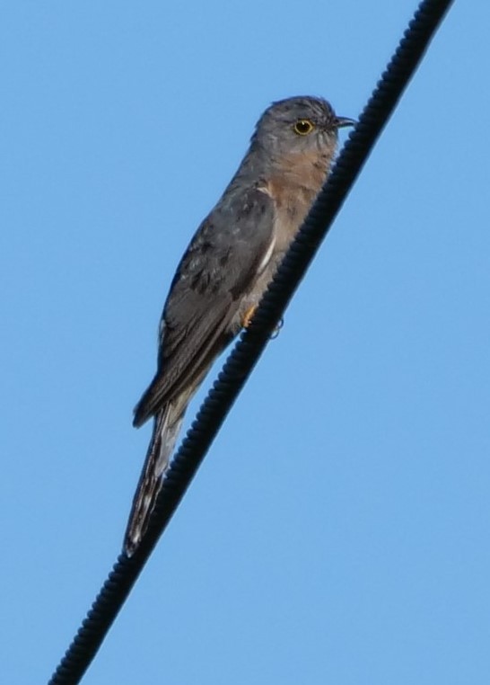 Fan-tailed Cuckoo - ML613849277