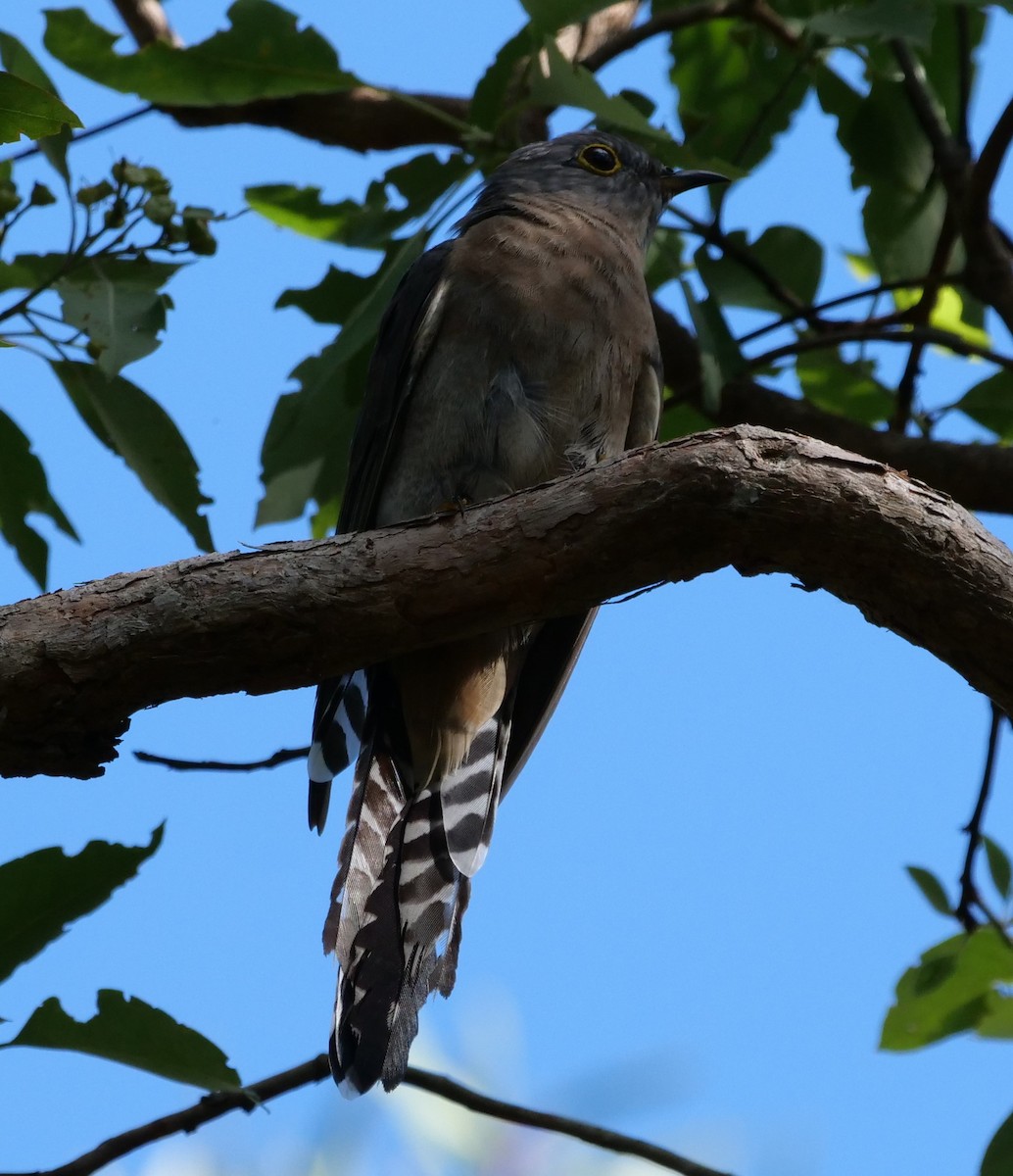 Fan-tailed Cuckoo - ML613849278