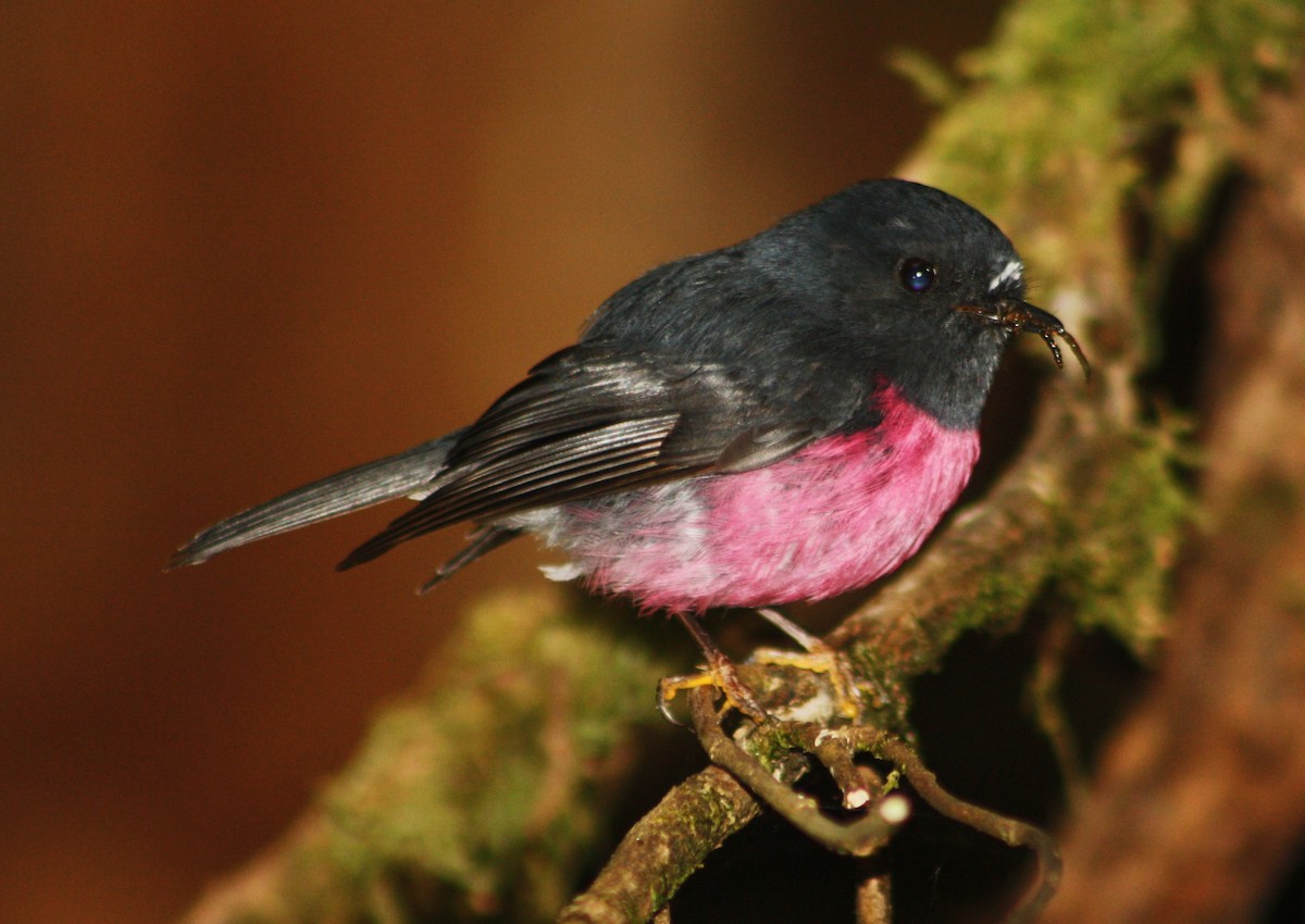 Pink Robin - ML613849301