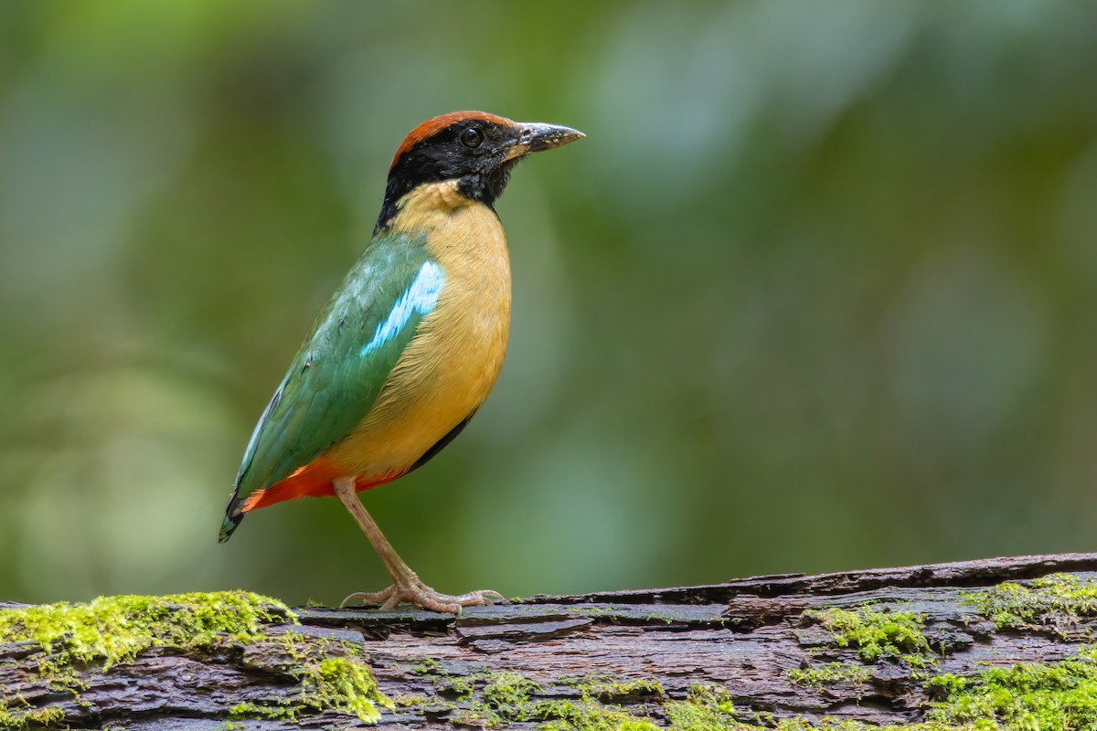 Noisy Pitta - ML613849383