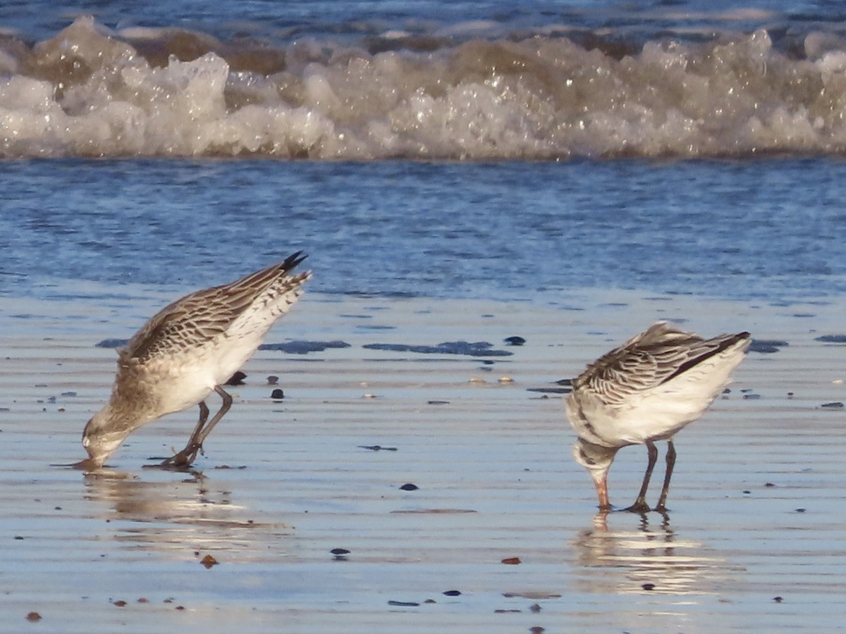 Bar-tailed Godwit - ML613849544