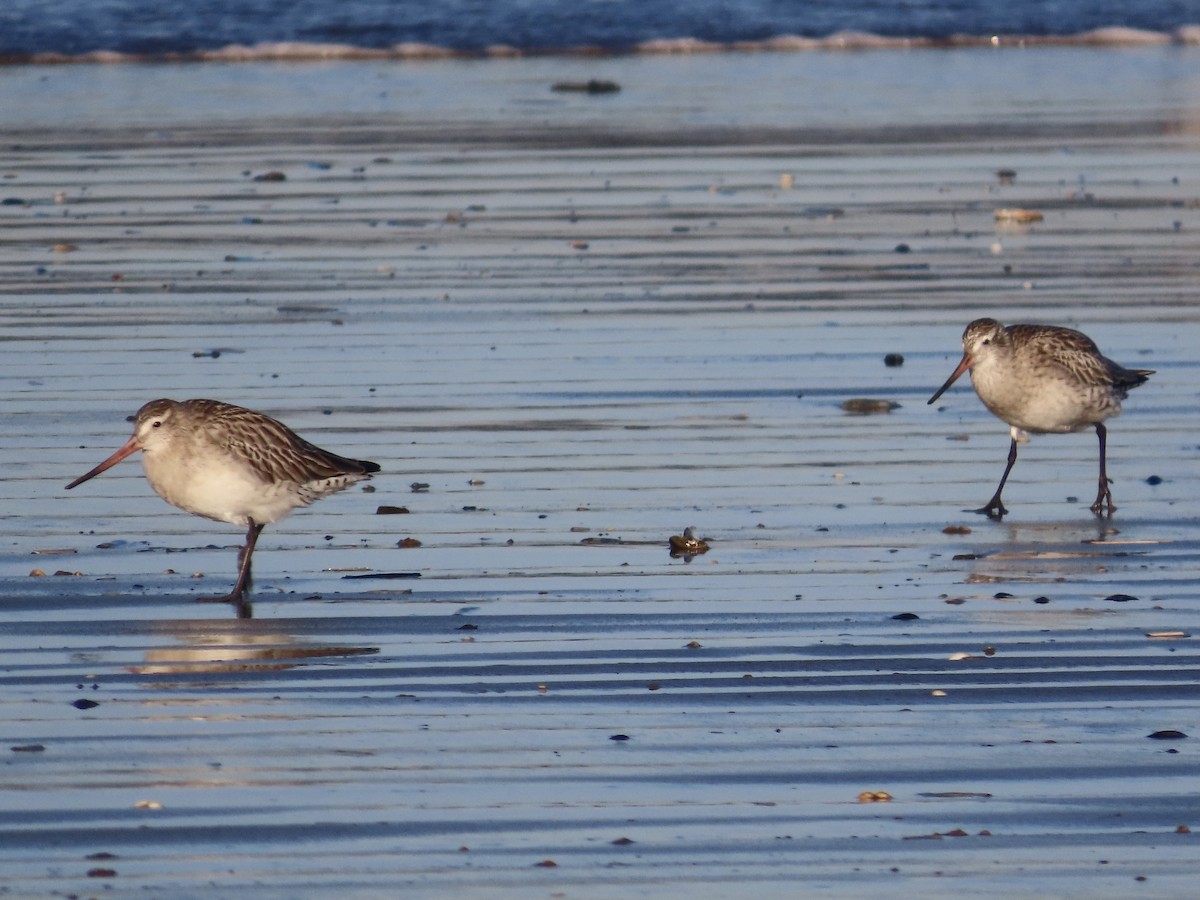 Bar-tailed Godwit - ML613849545