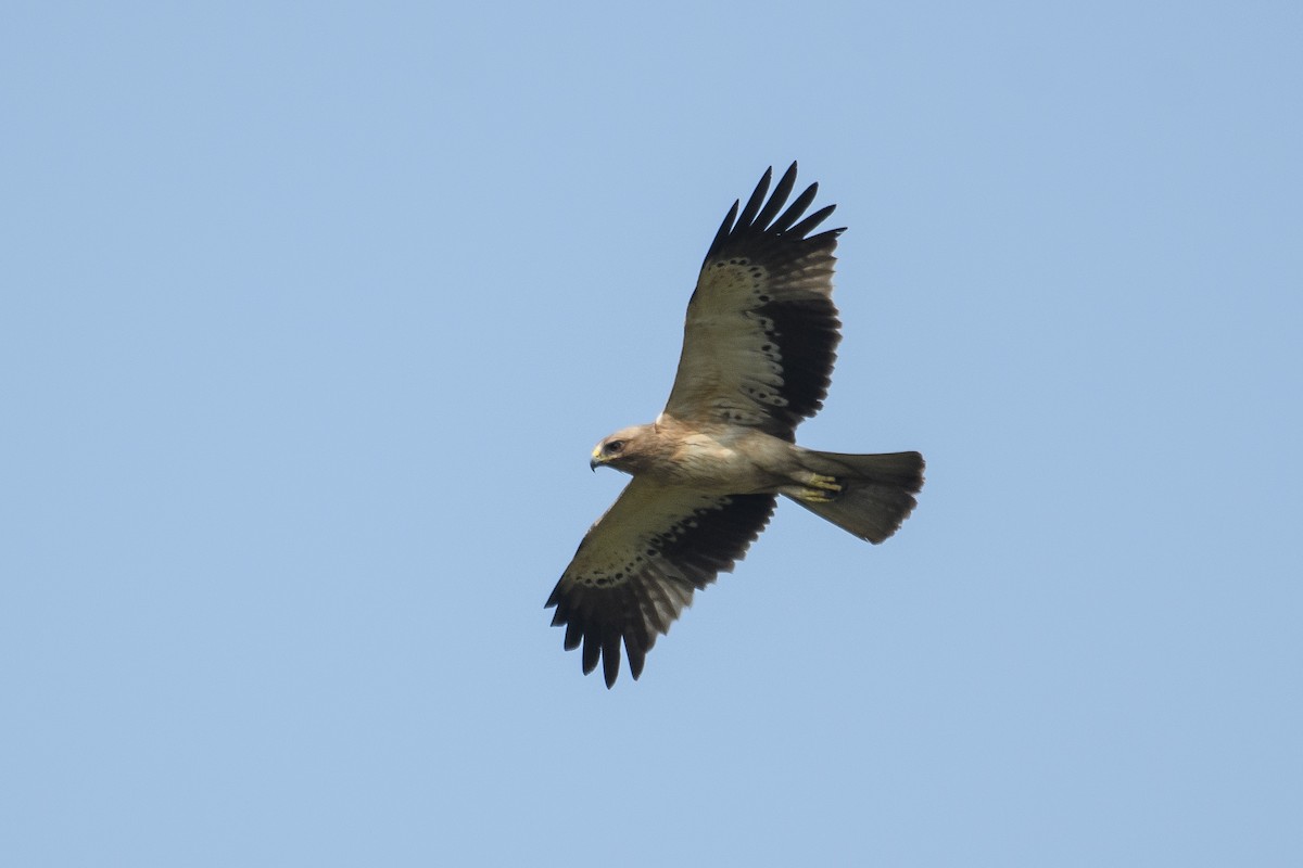 Booted Eagle - ML613849554