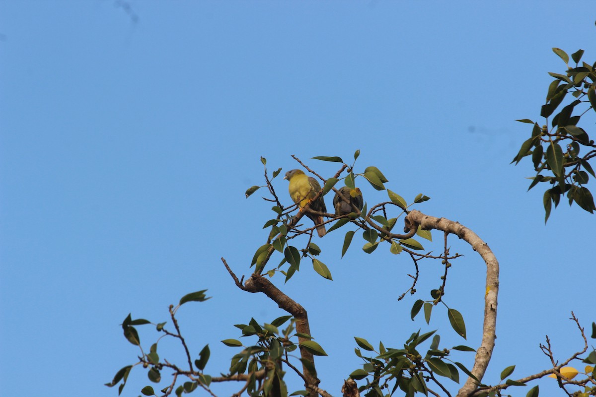 Yellow-footed Green-Pigeon - ML613849584