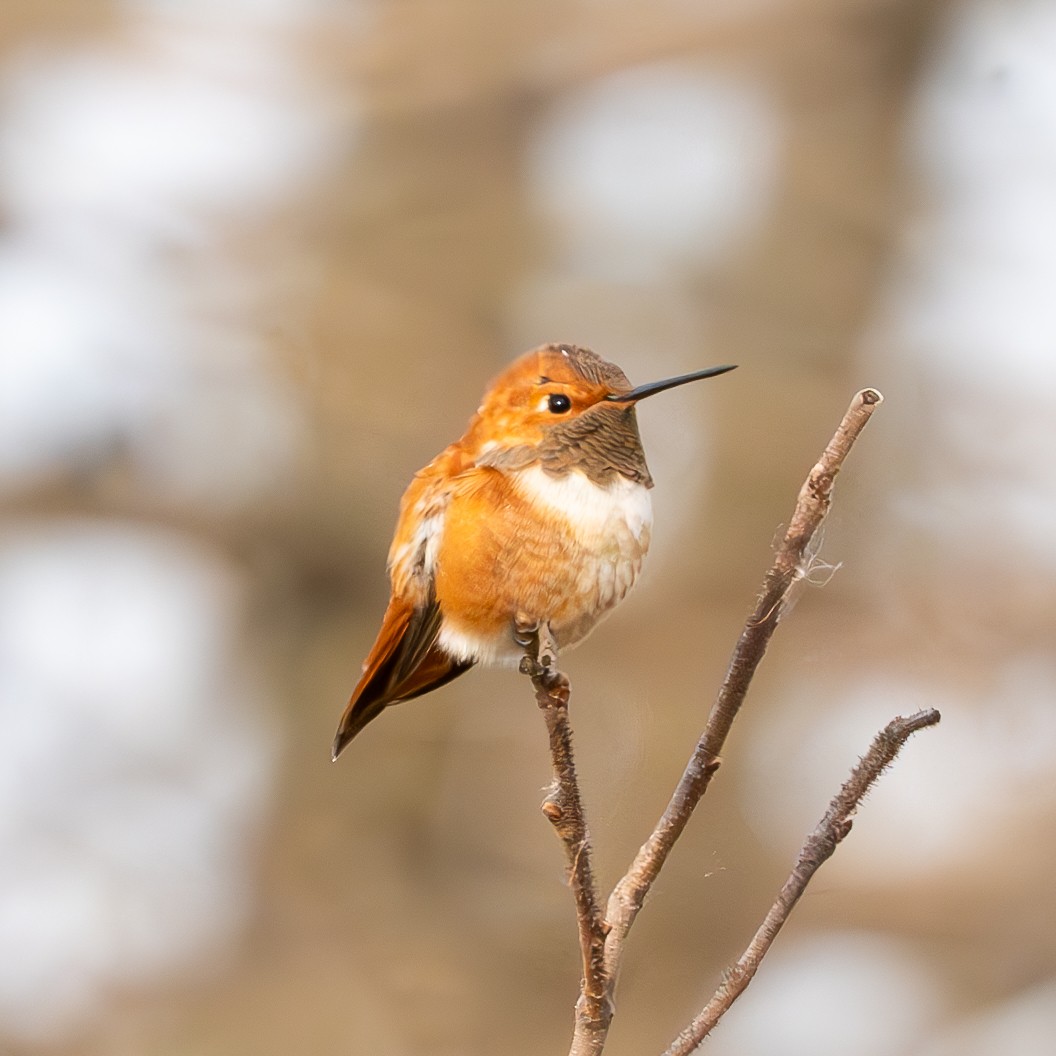 Rufous Hummingbird - ML613849586