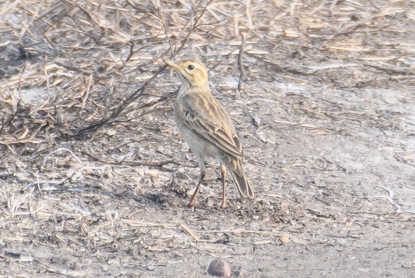 Paddyfield Pipit - H Nambiar