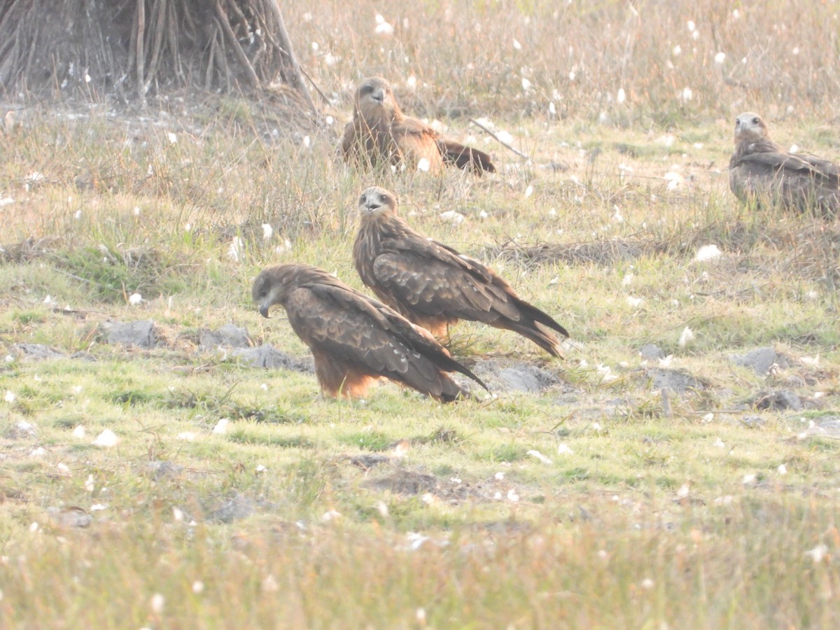 Black Kite - ML613849666