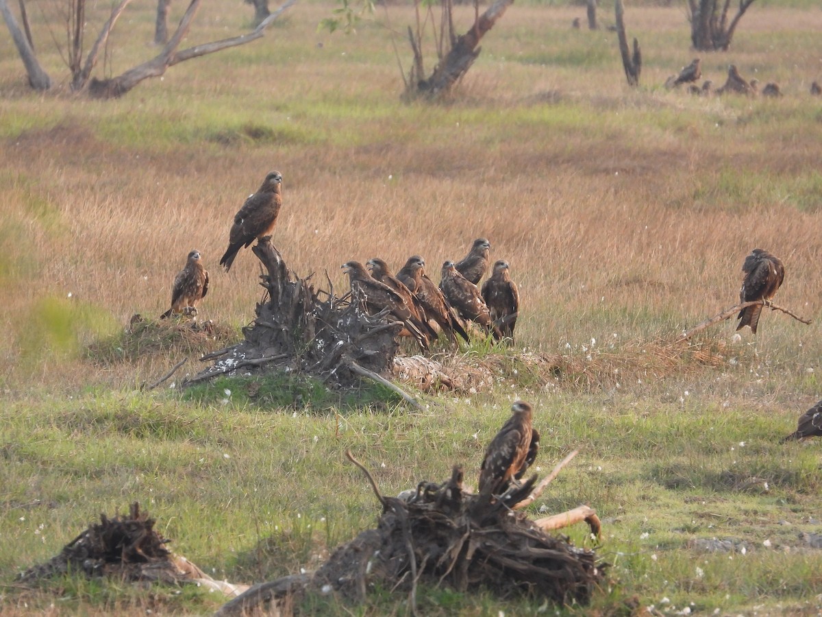 Black Kite - ML613849667