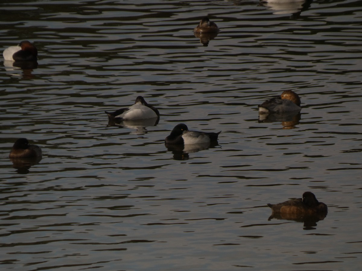 Greater Scaup - ML613849737